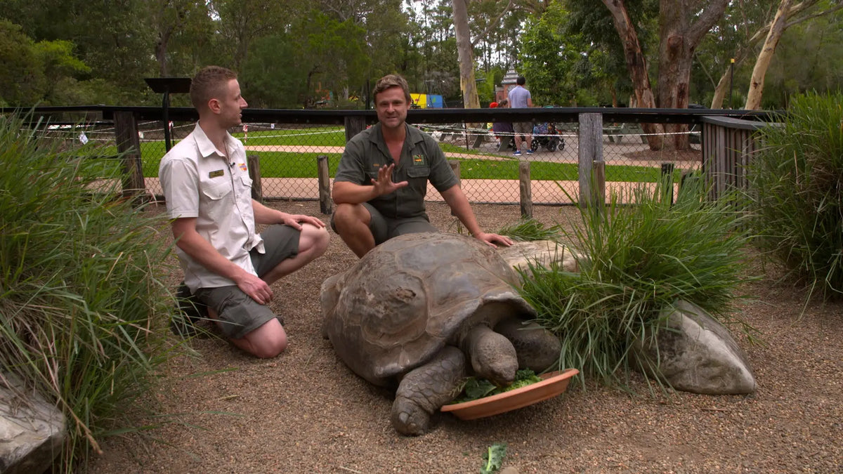 zzThe Turtle Masterclass Not Specified