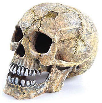 Kazoo Skull Large 21cm
