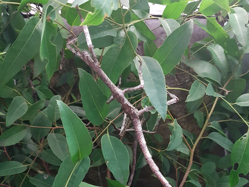 Goliath Stick Insects for Sale