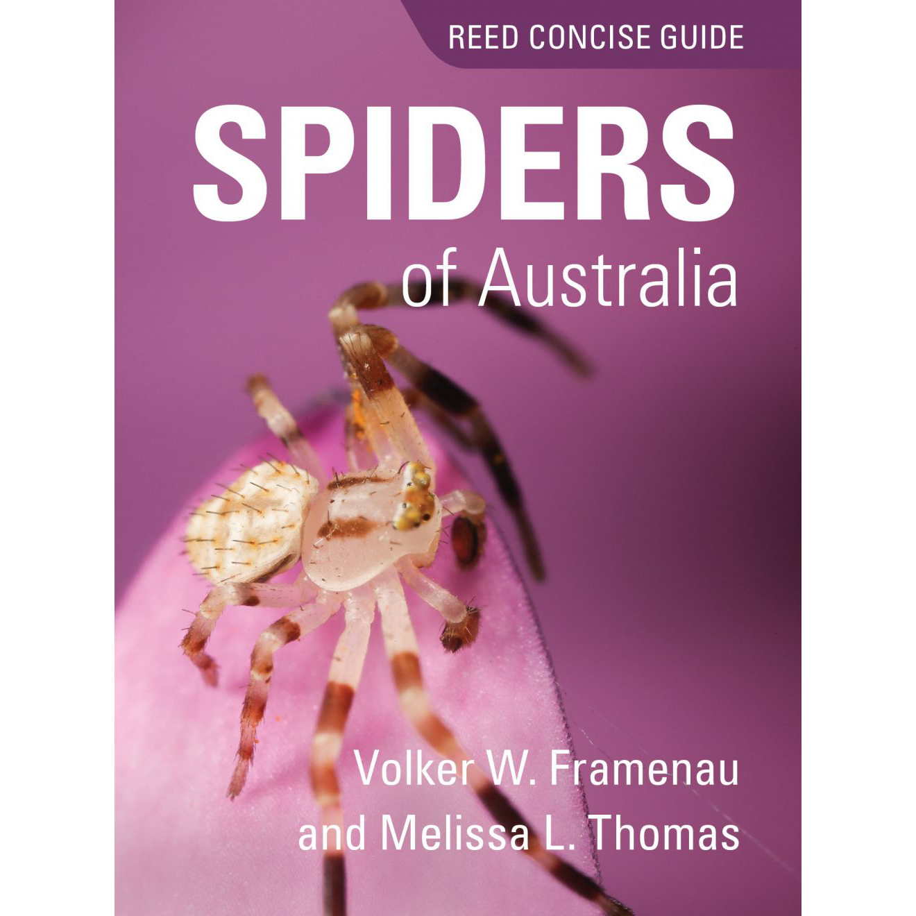 Reed Concise Guide Spiders Of Australia