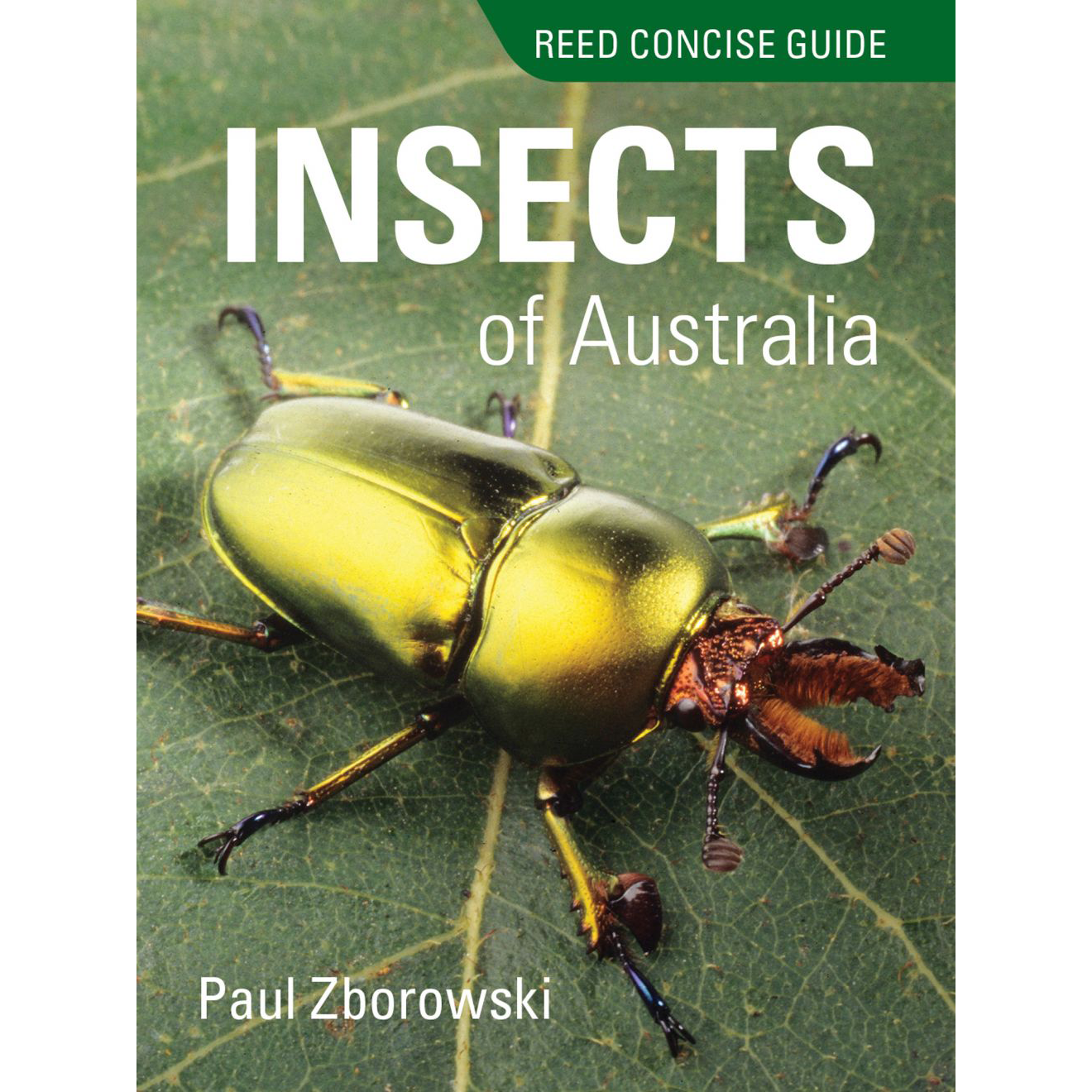 Reed Concise Guide Insects Of Australia