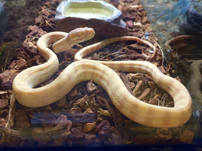 Darwin Carpet Pythons for Sale