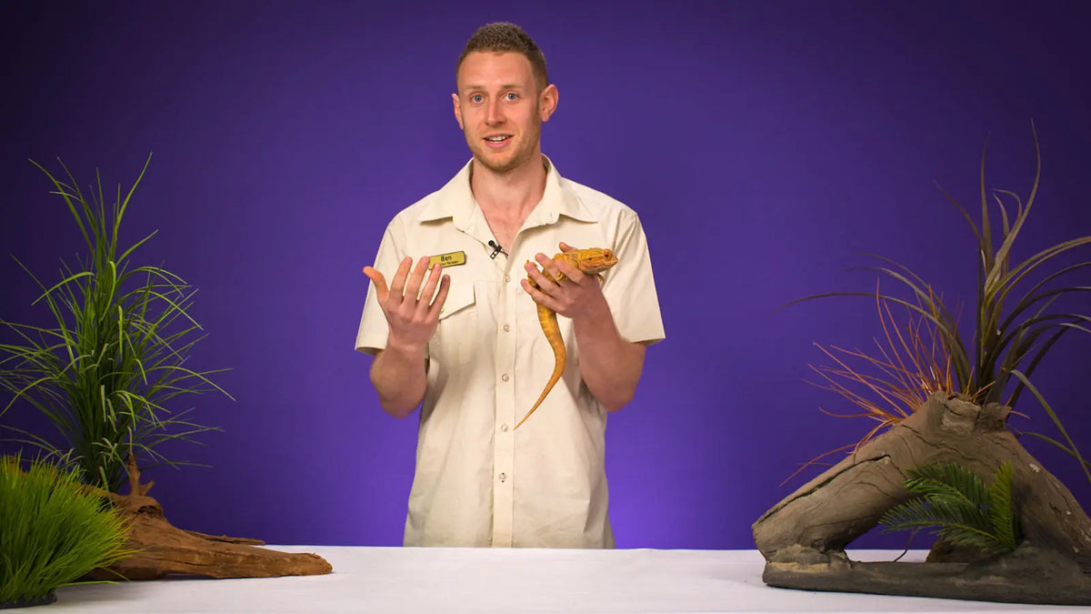 The Bearded Dragon Masterclass Not Specified