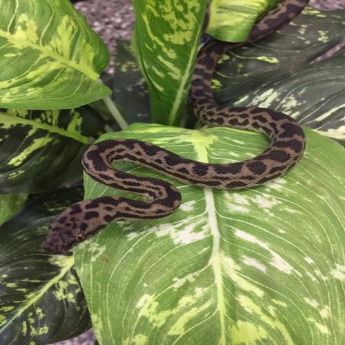Spotted Pythons for Sale