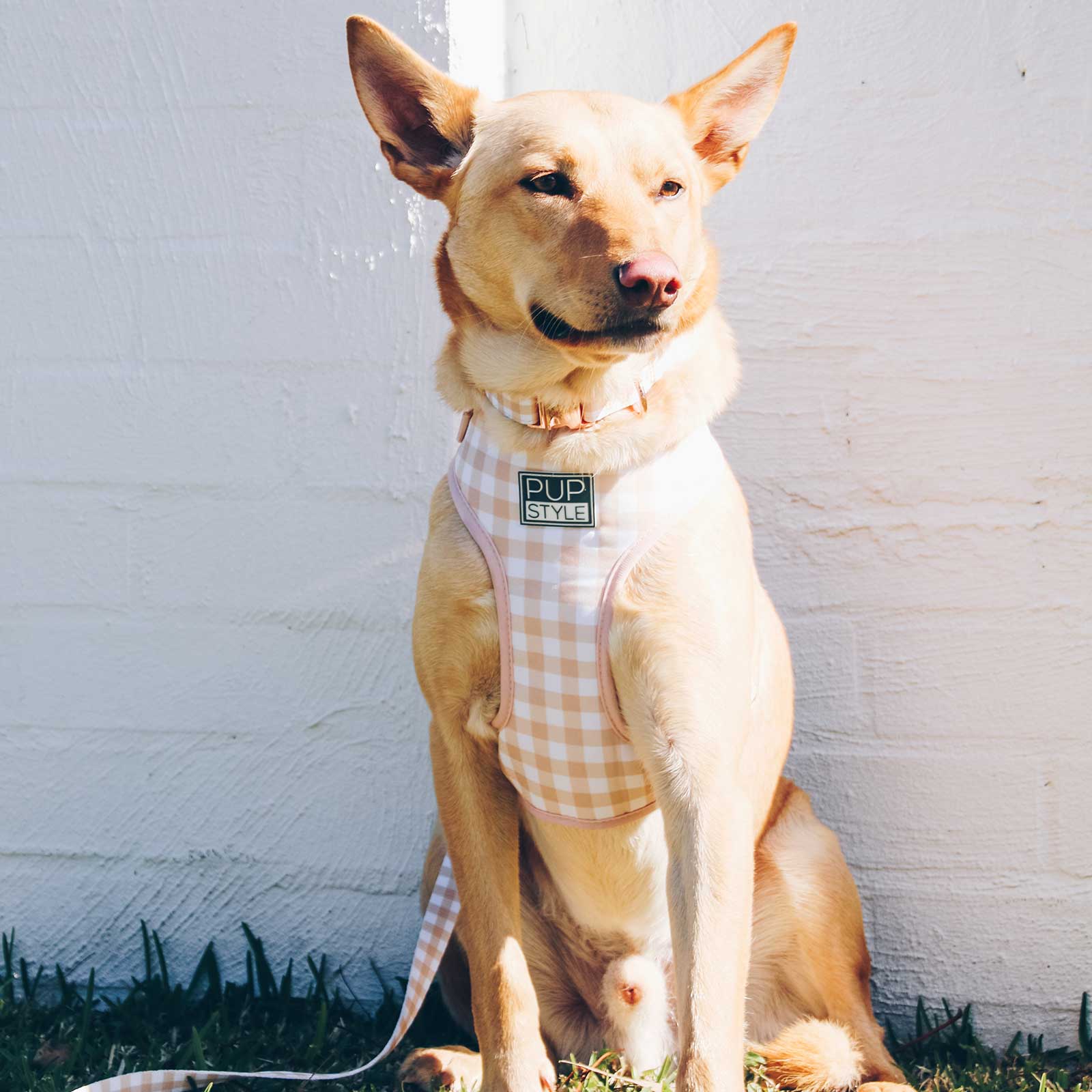Pupstyle Dog Harness Creme Brulee