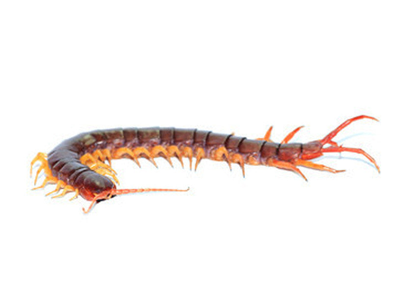 Centipede Giant for Sale