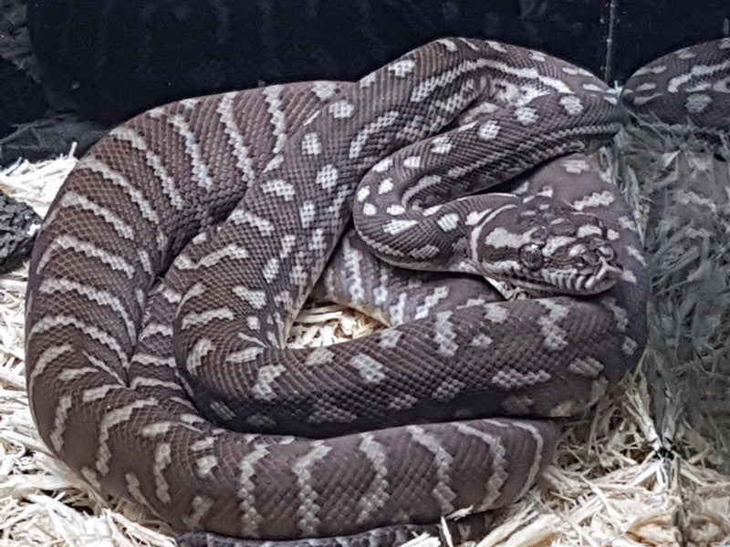 Axanthic Bredli Python Buy Bredli Pythons for Sale Online | Kellyville Pets