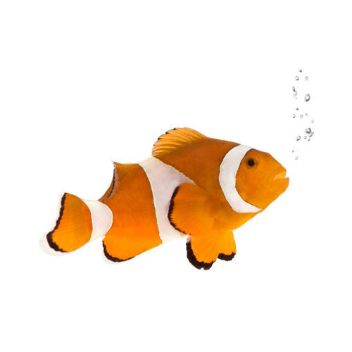 Buy Clown Fish For Sale Online Kellyville Pets