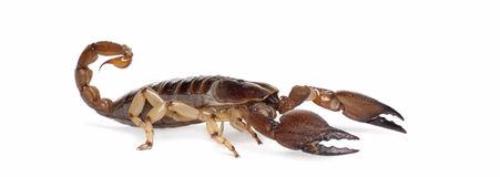 Coastal Burrowing Scorpion for Sale