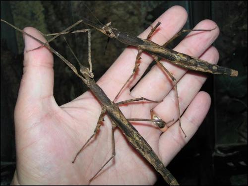 Crown Stick Insects for Sale