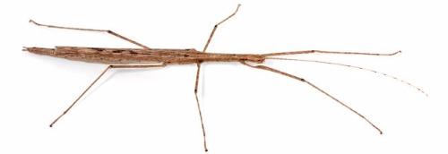 Cyclone Larry Stick Insects for Sale