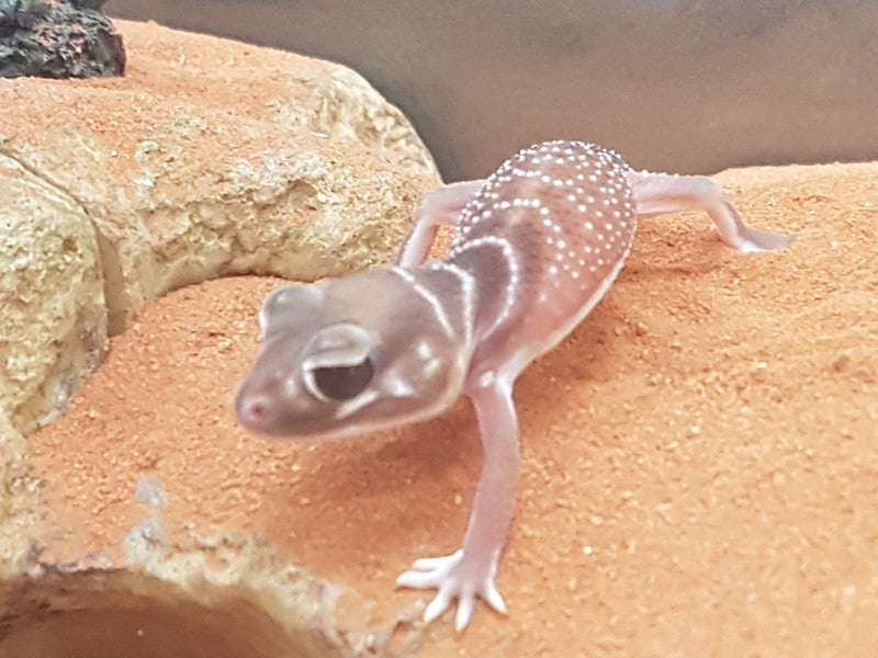 Smooth Knob-tailed Geckos for Sale