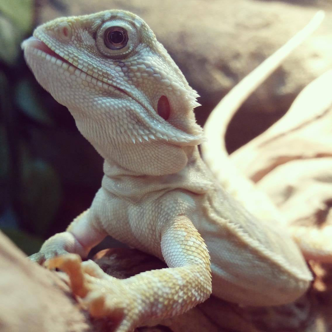 Bearded Dragons For Sale - Pet Central - Pet Central