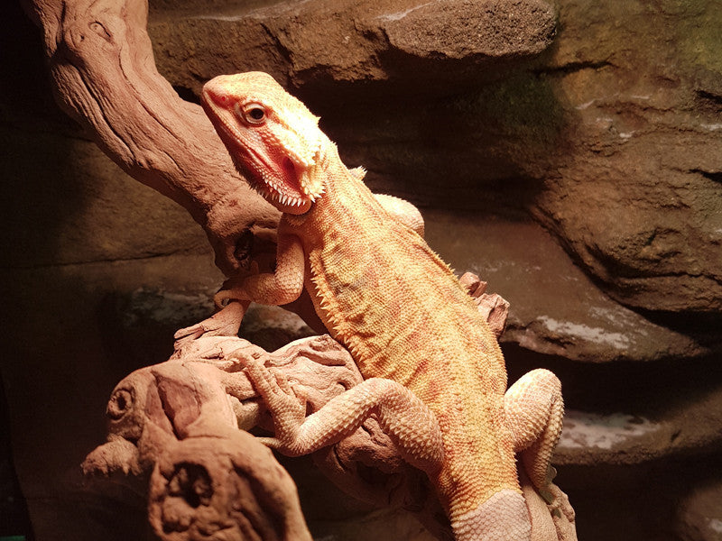 Buy Central Bearded Dragons for Sale Online | Kellyville Pets
