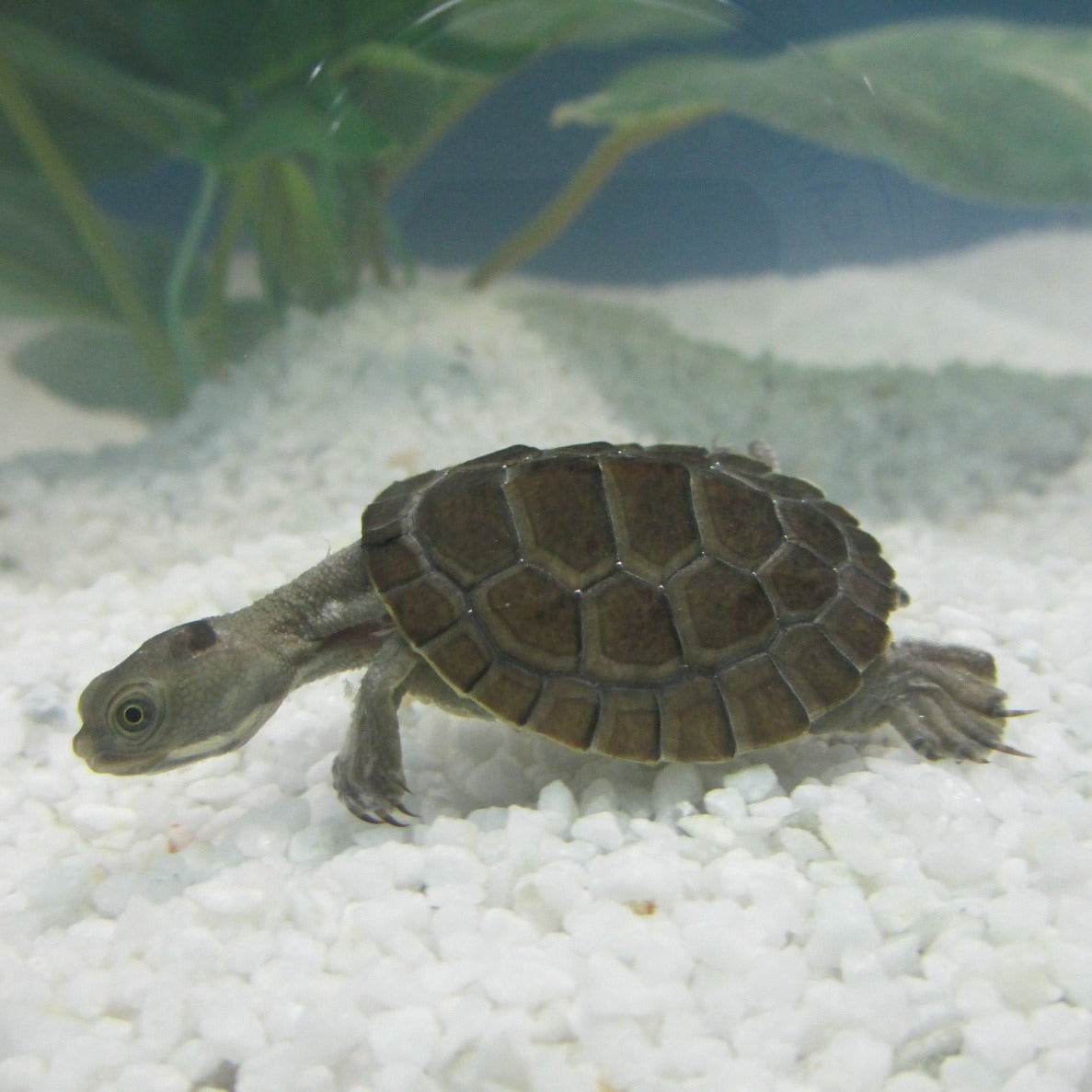 Murray Short-necked Turtles for sale