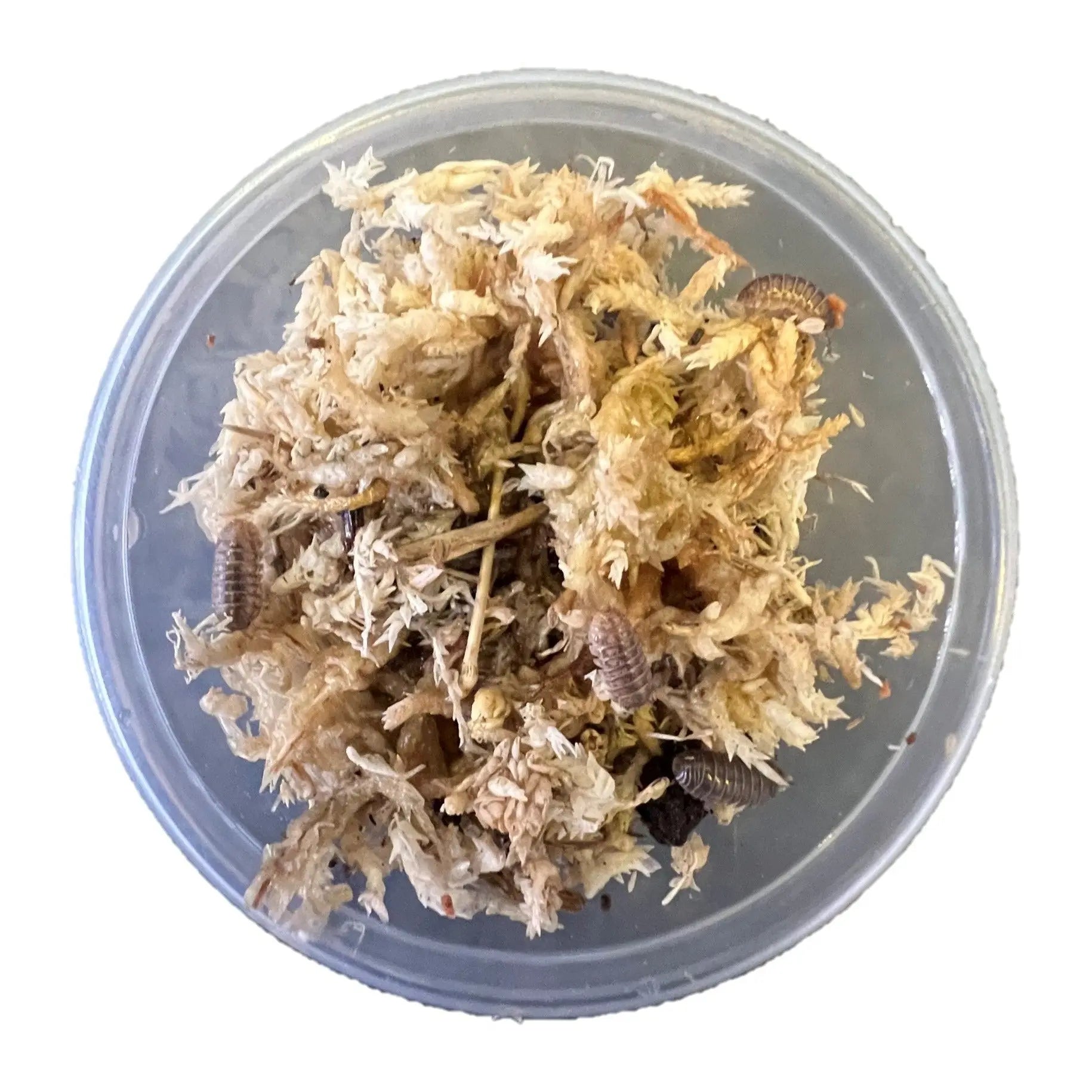 Isopod Clean Up Crew - Kellyville Pets