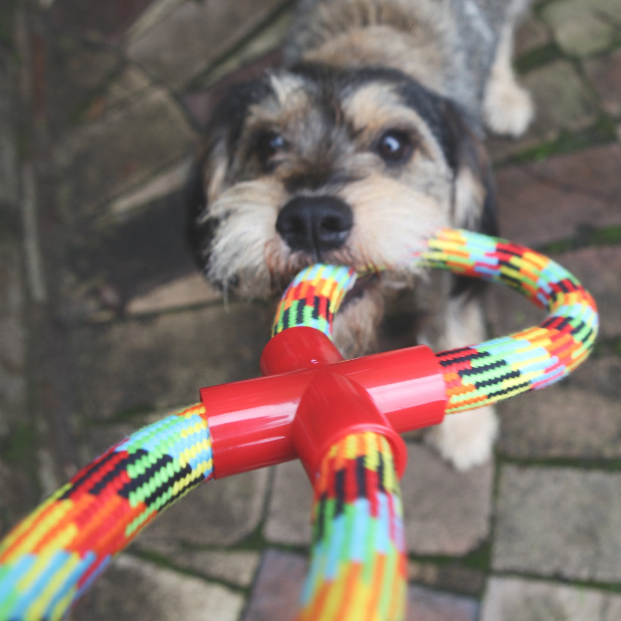 Kazoo Braided Rope Figure 8 Tug Dog Toy