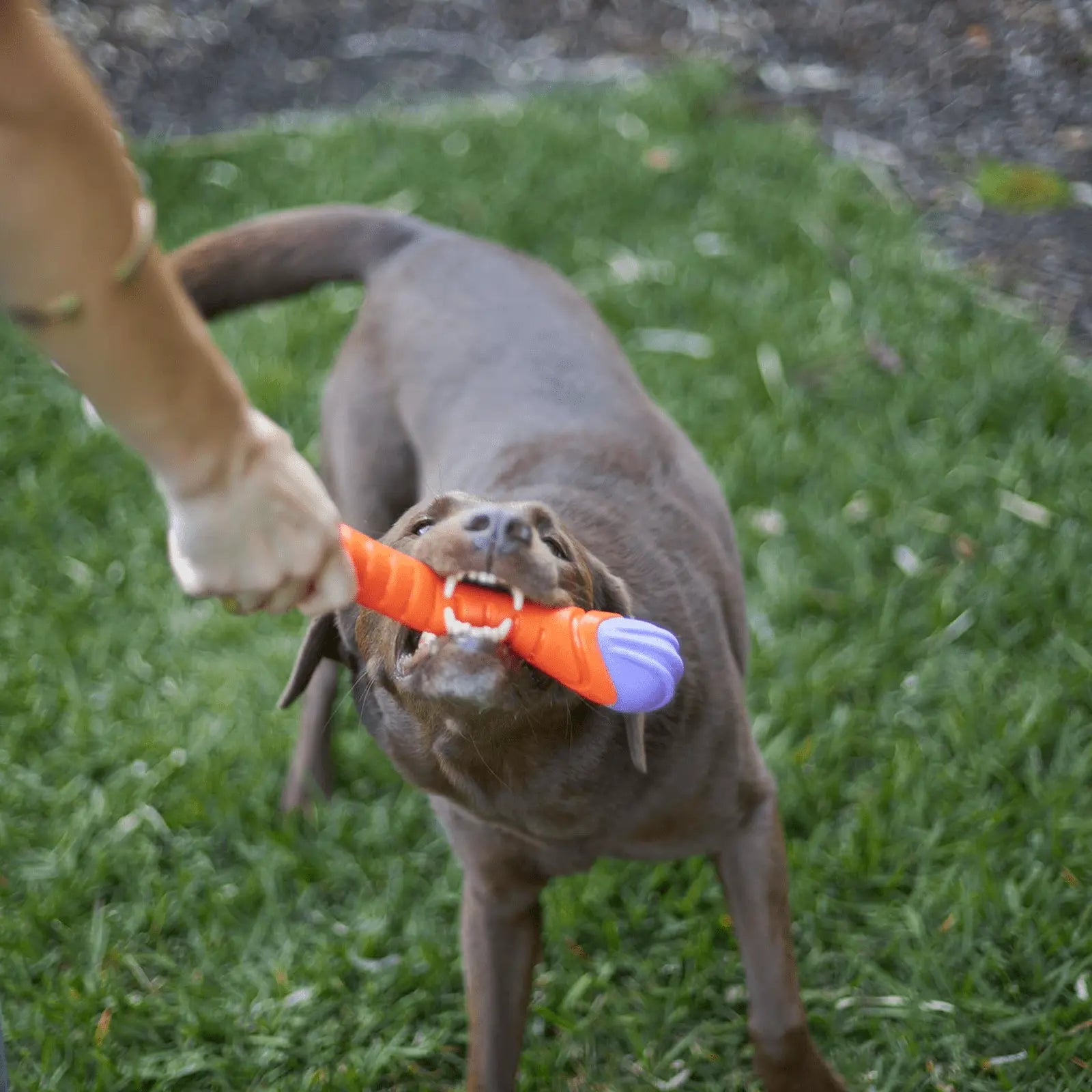Kazoo Dog Toy Extreme Play Chew Stick - Kellyville Pets