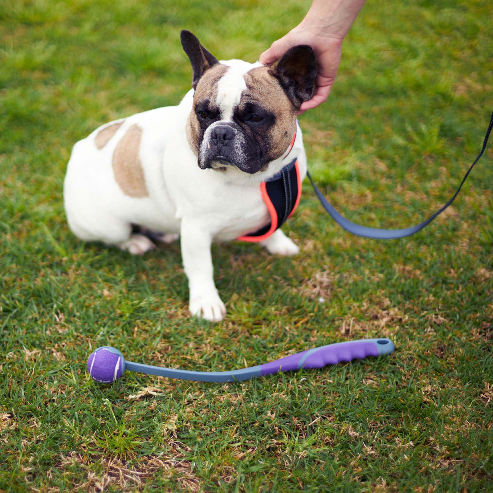 Kazoo Dog Toy Eco-Friendly Ball Thrower