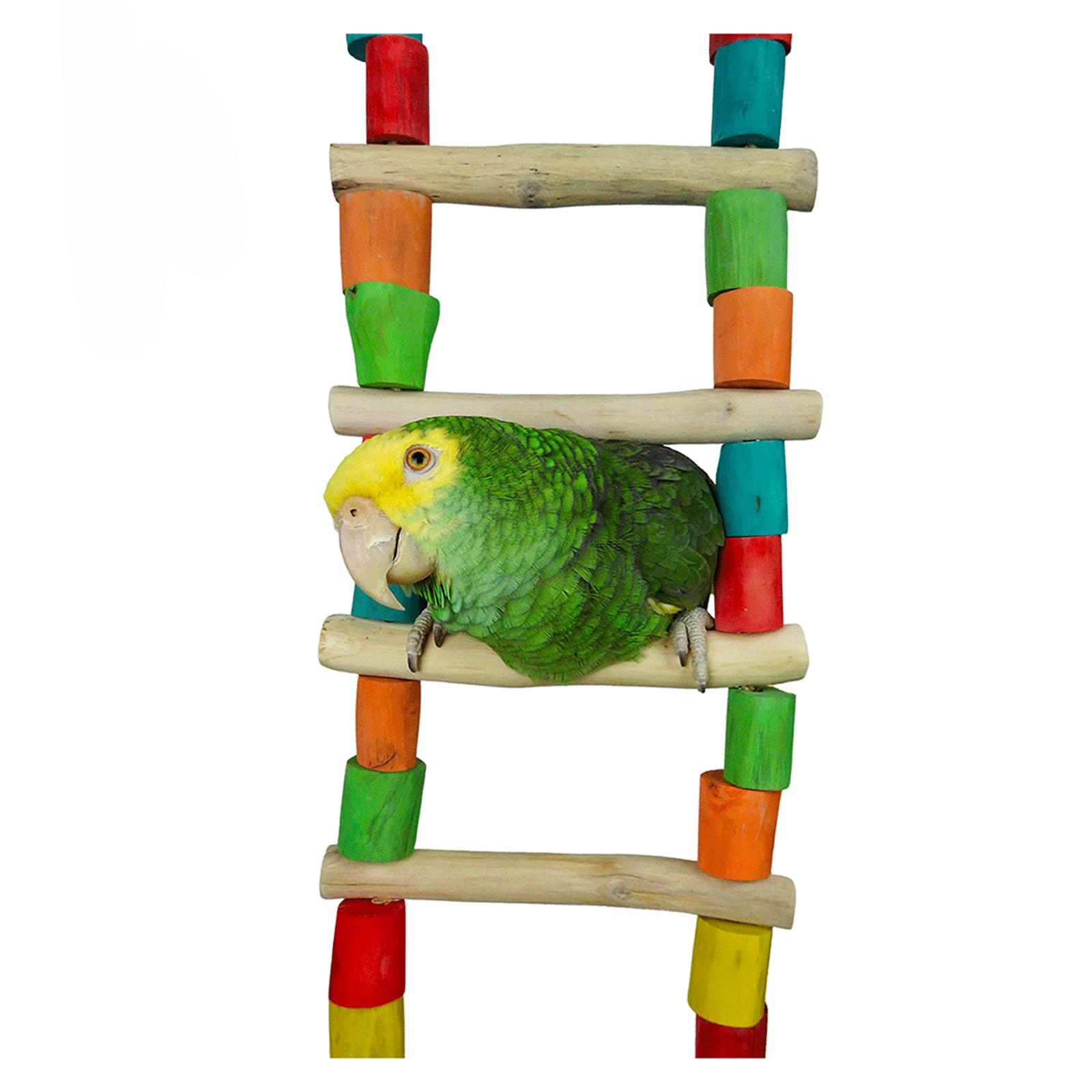 Nino's Java Bird Toy Giant Ladder Ninos Java