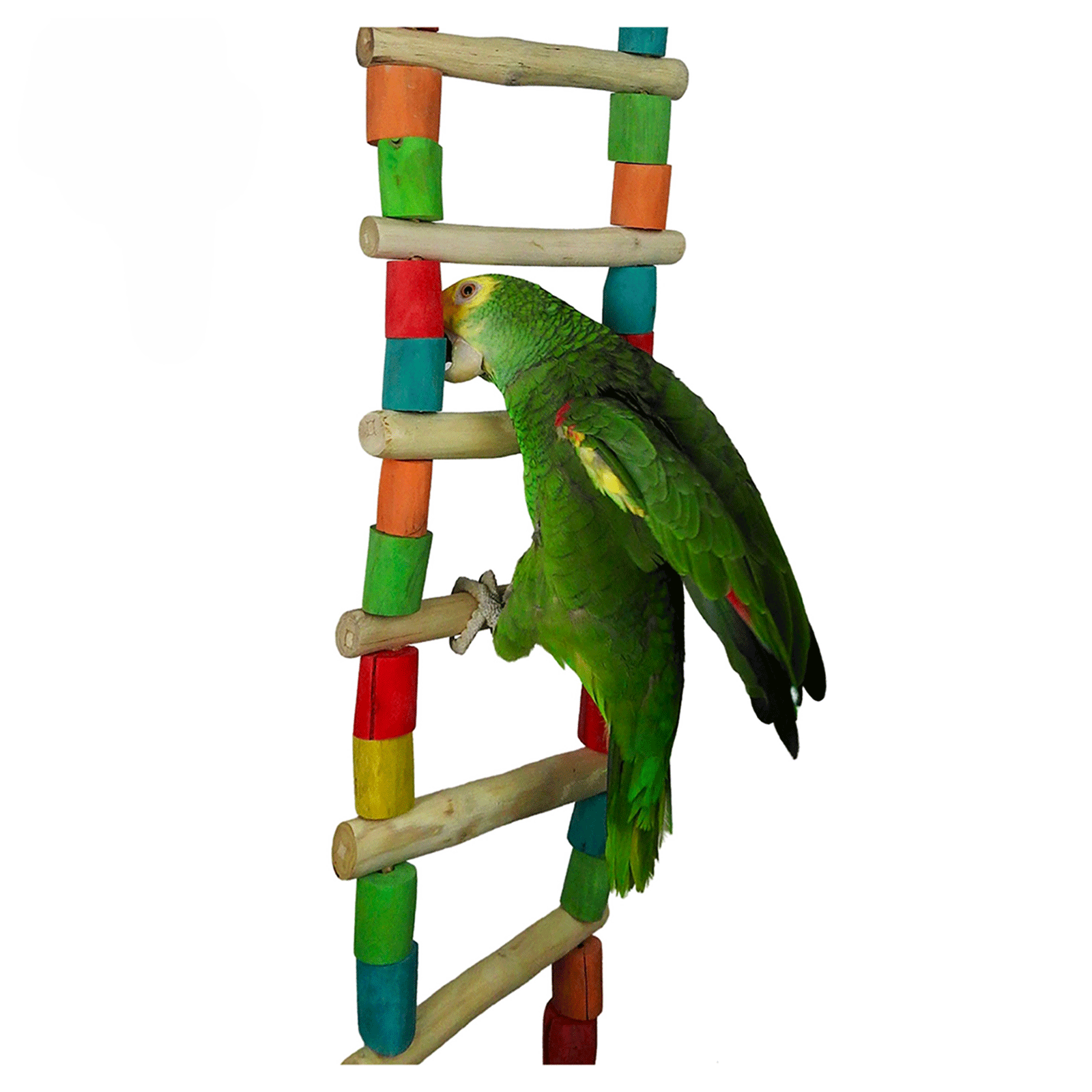 Nino's Java Bird Toy Giant Ladder Ninos Java