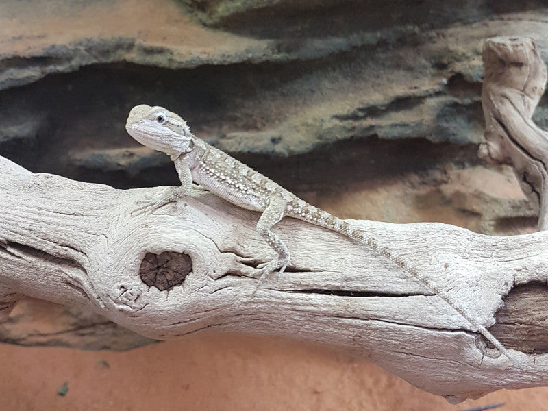 Pygmy Bearded Dragons for Sale
