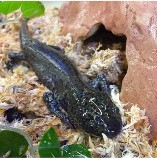 Salamanders for Sale