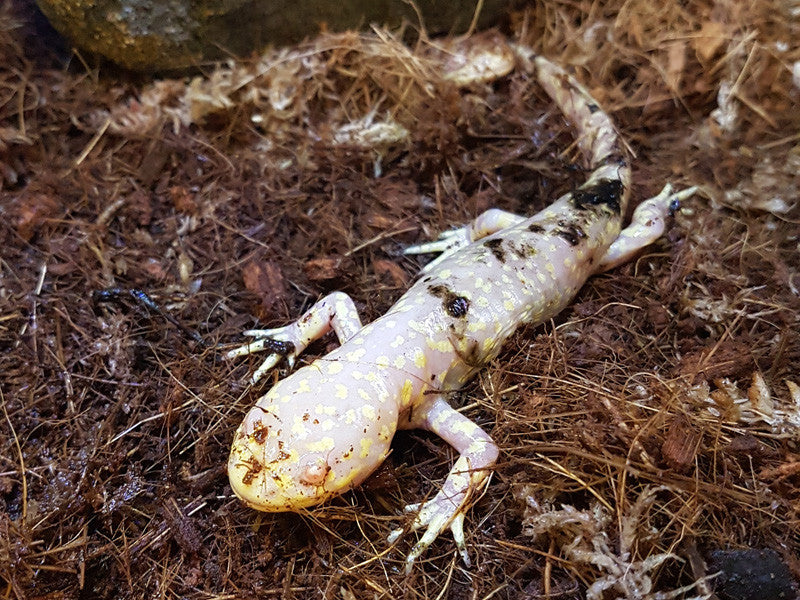 Salamanders for Sale