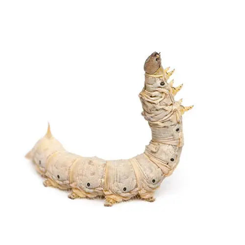 Live Silkworms Pisces Enterprises