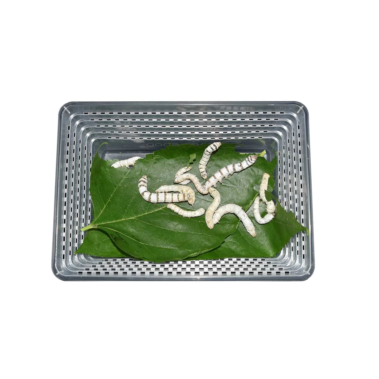 Live Silkworms Pisces Enterprises