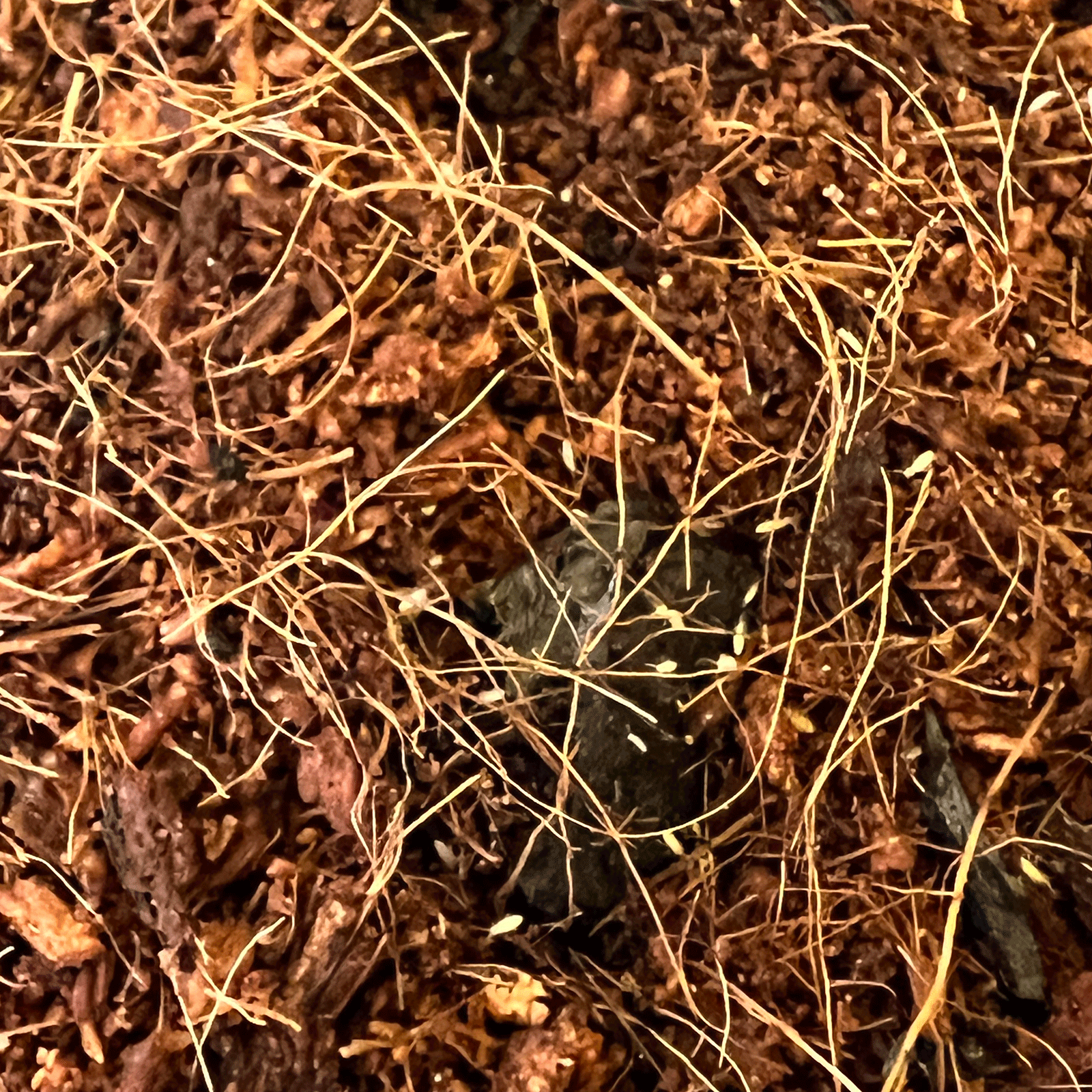 Springtails Clean Up Crew Not Specified