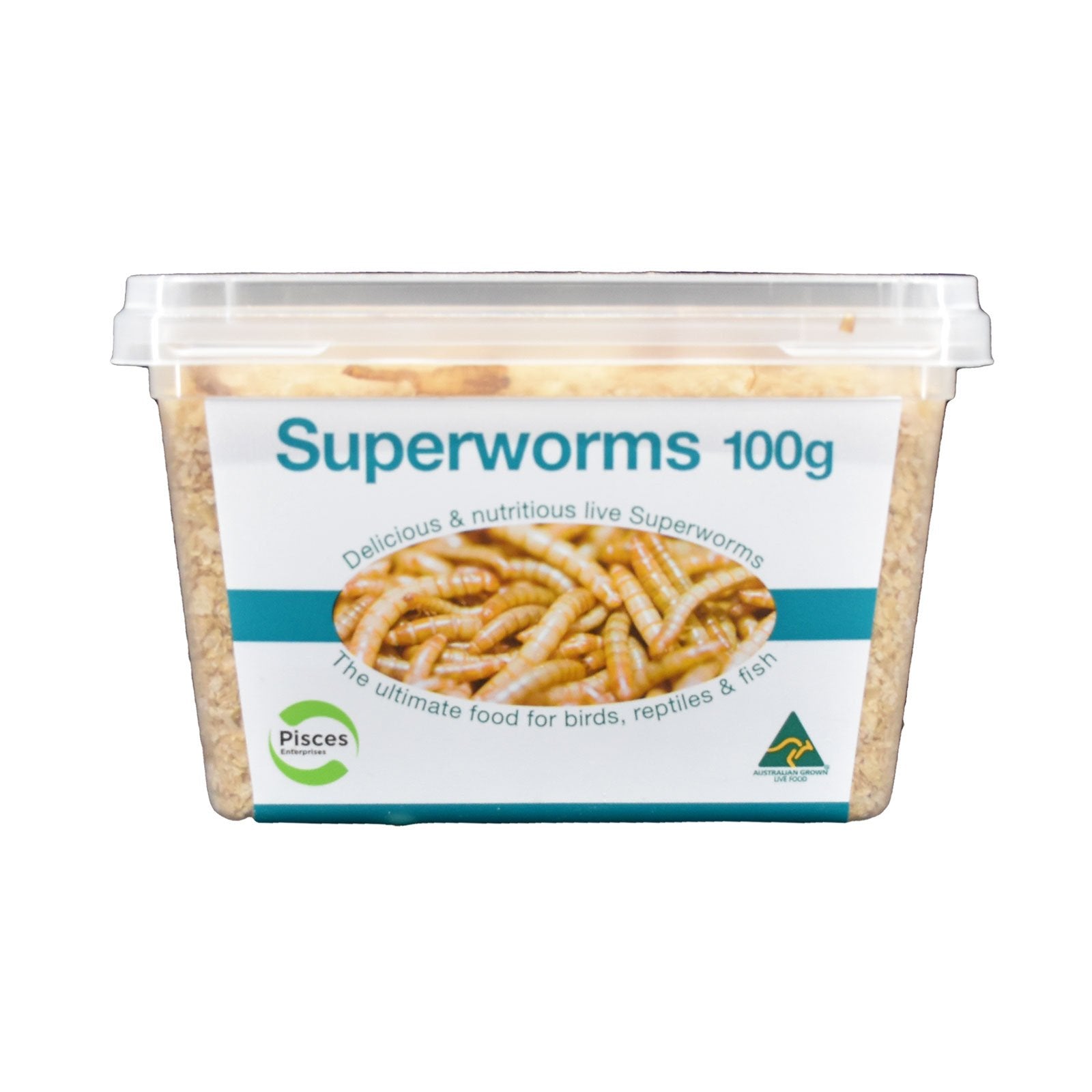 Live Superworms