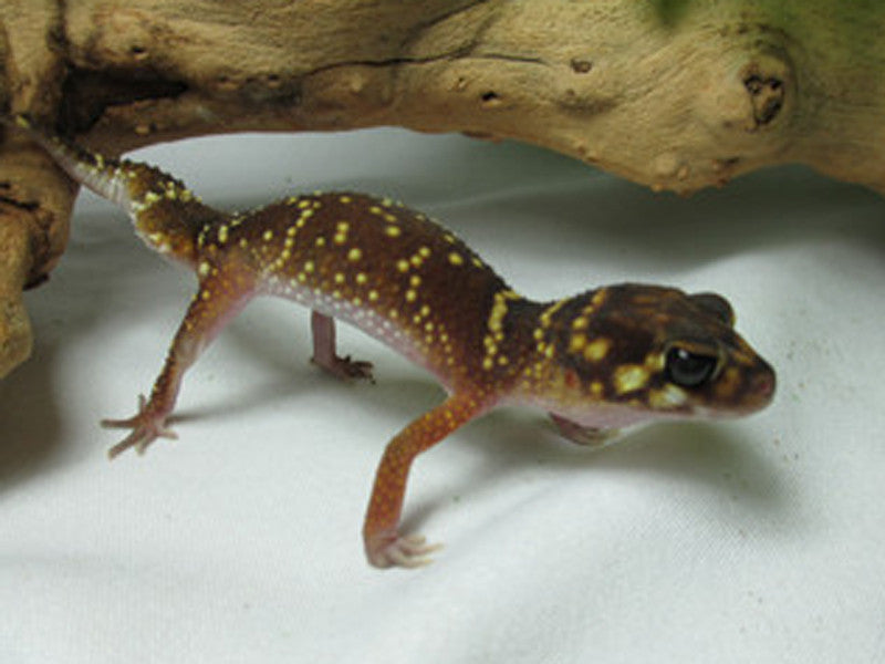 Thick-tailed Geckos for Sale