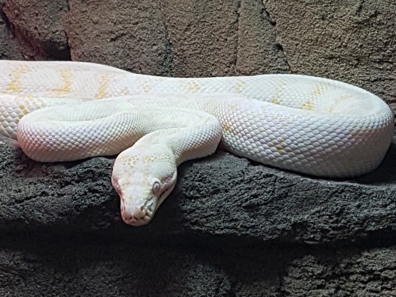 Darwin Carpet Pythons for Sale