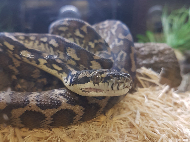 Albion Dawen Python Buy Albino Darwin Carpet Python for Sale Online | Kellyville Pets