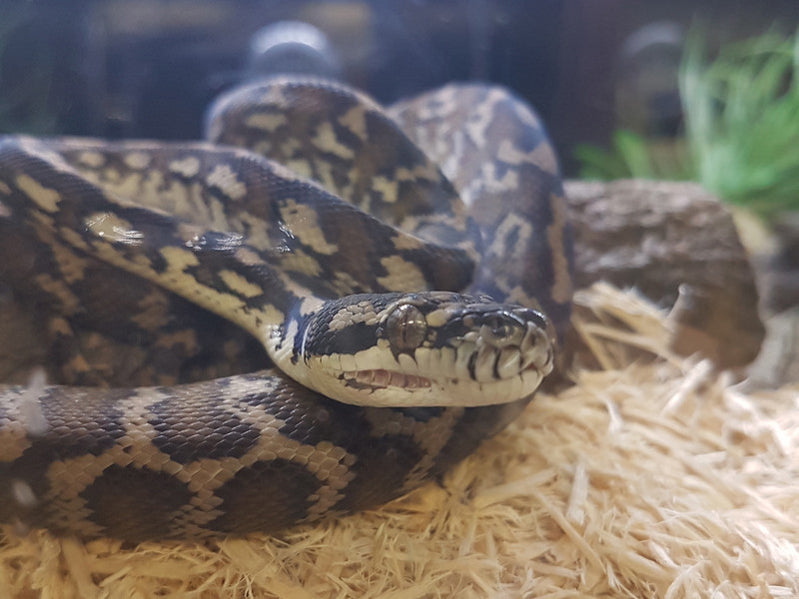 Illustration of High Value Pet Snakes For Sale