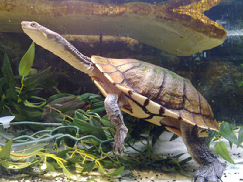 Eastern Long-necked Turtles for Sale
