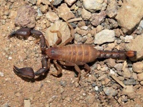 Two-toned Scorpion for Sale