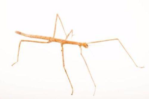 Wuelfings Stick Insects for Sale