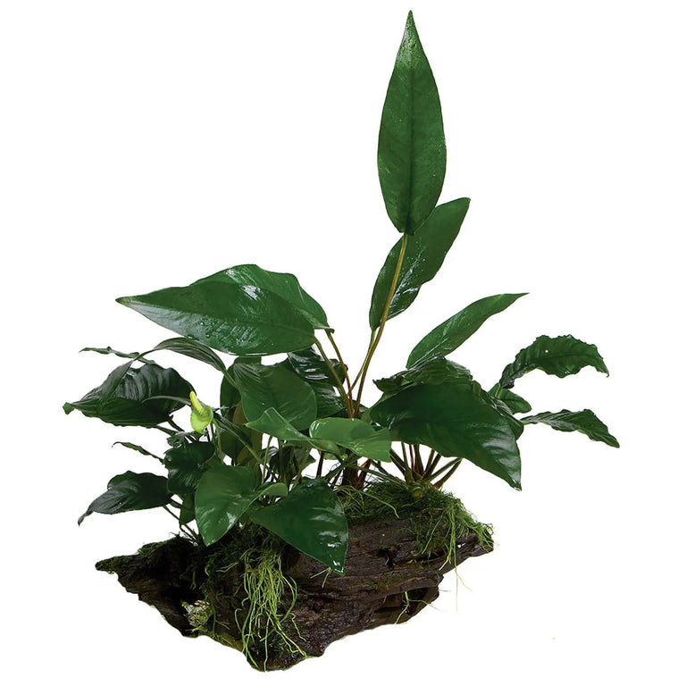 Anubias Driftwood Garden - Kellyville Pets