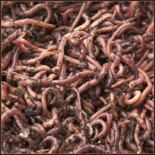 Live Earthworms Pisces Enterprises