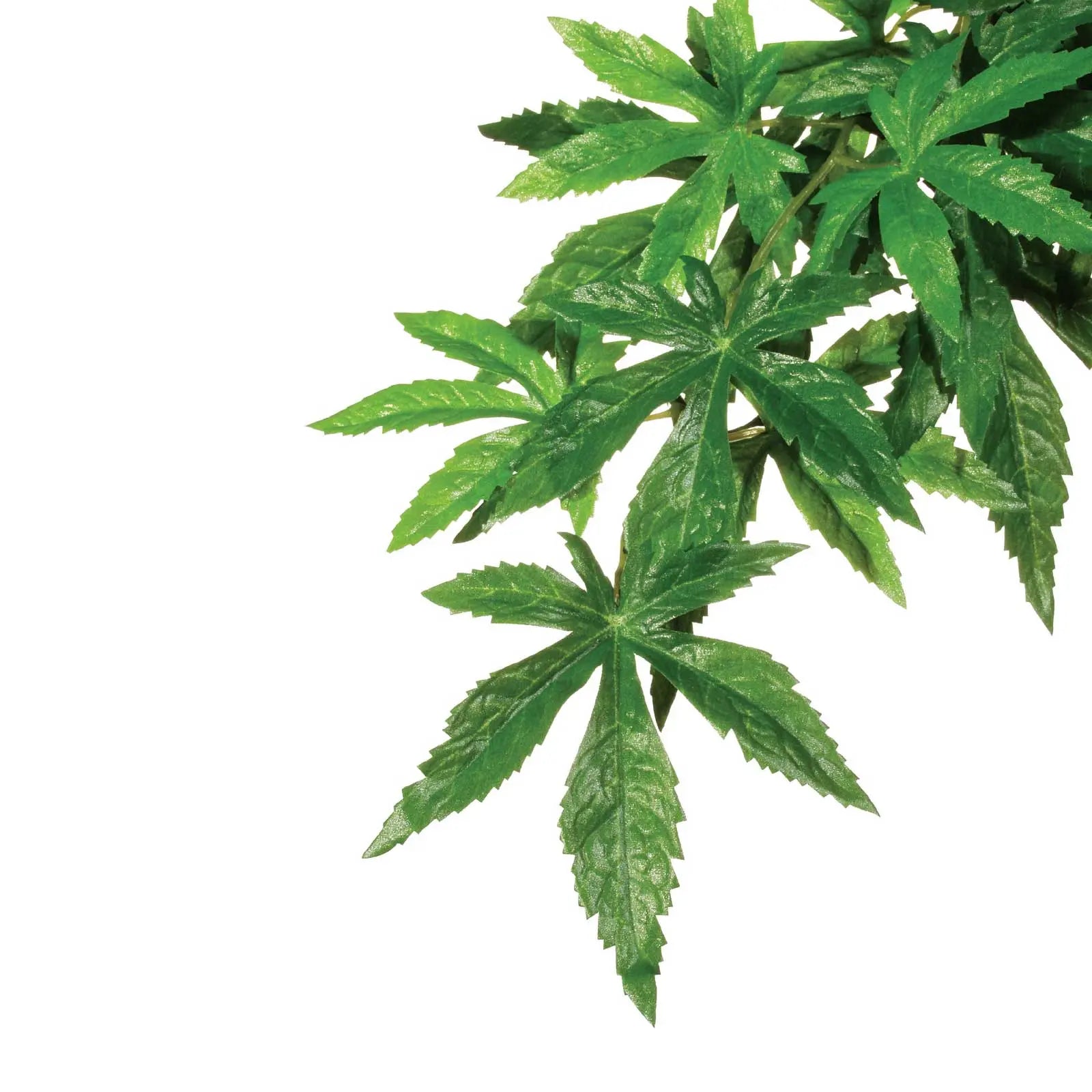 Exo Terra Plant Hanging Abuliton - Kellyville Pets