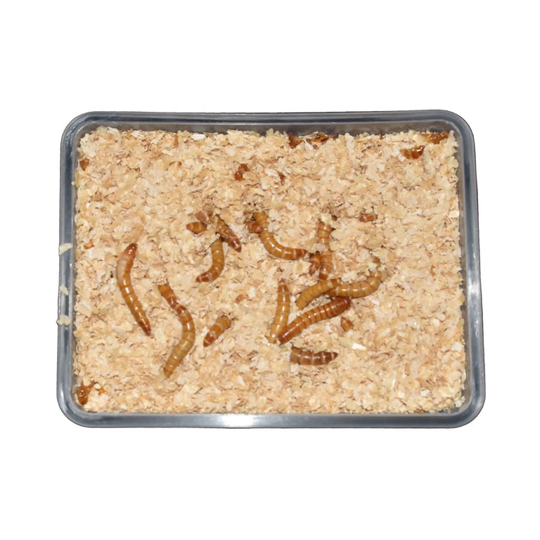 Live Superworms - Kellyville Pets