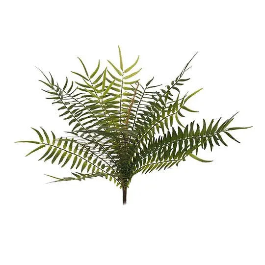 Plant Fern Sword Bush - Kellyville Pets