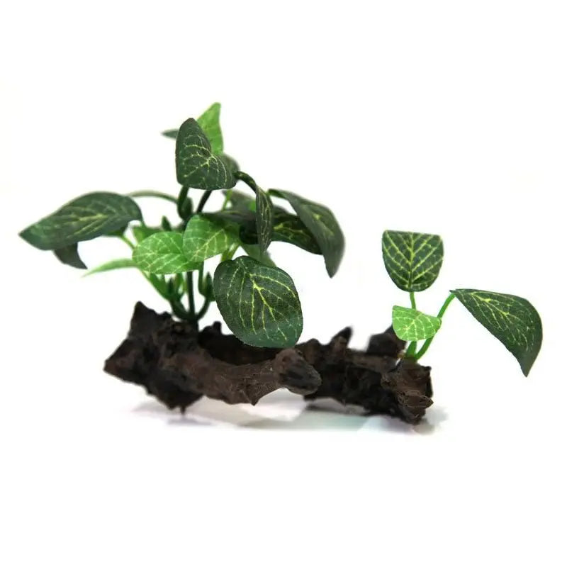 Reptile One Hermit Crab Plant On Wood 10.6cm - Kellyville Pets