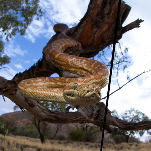 The Python Masterclass - Kellyville Pets